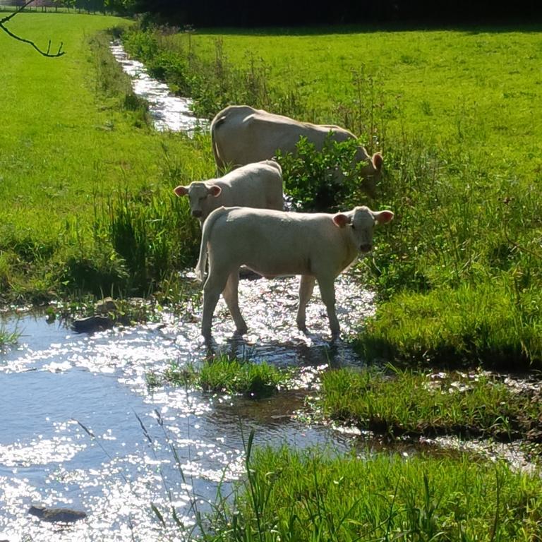 Ferienwohnung Kraehling Schmallenberg Bagian luar foto